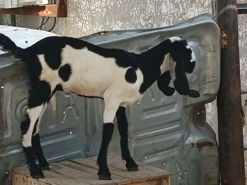 cross breed