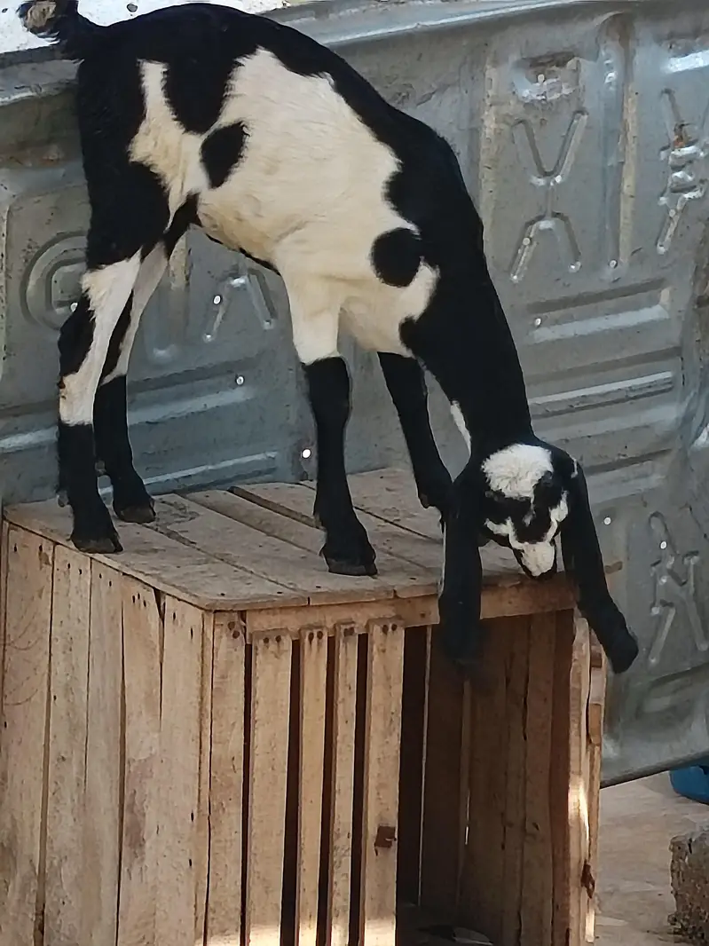 cross breed — photo 2