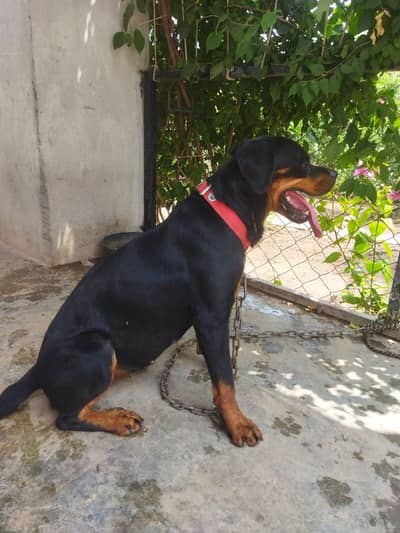 ROTWILLER FOR SALE