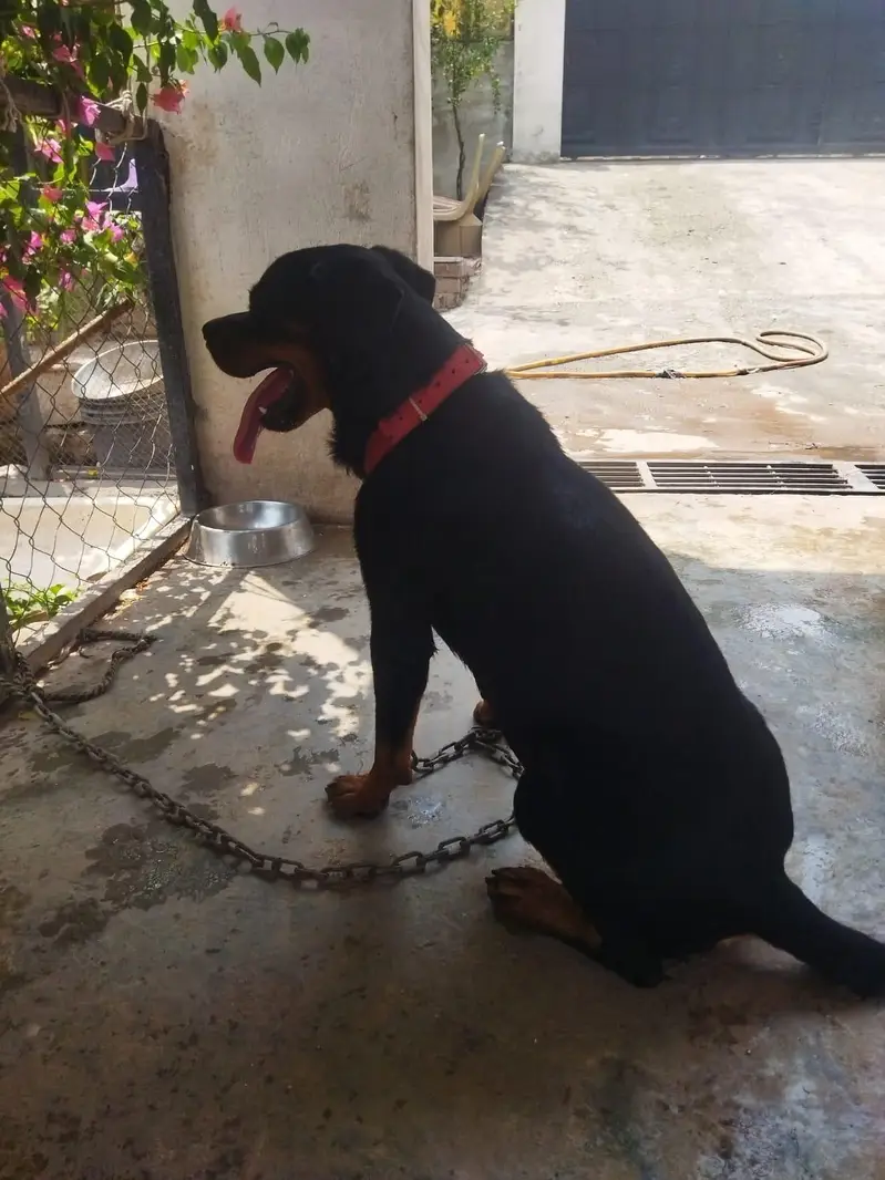 ROTWILLER FOR SALE — photo 4