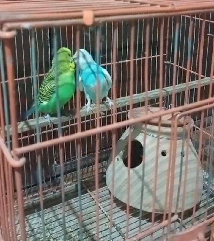 Mashallah  breeder pair. 0