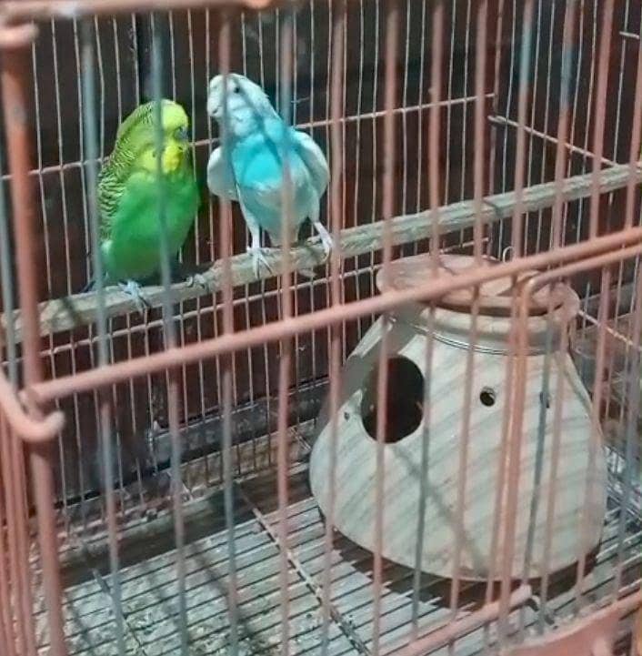 Mashallah  breeder pair. 1