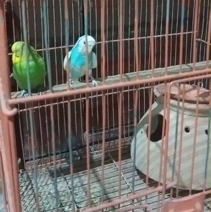 Mashallah  breeder pair. 2