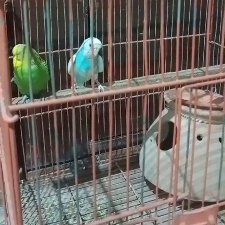 Mashallah  breeder pair. — photo 3