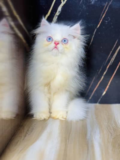 Xpunch and near 2 peki kitten