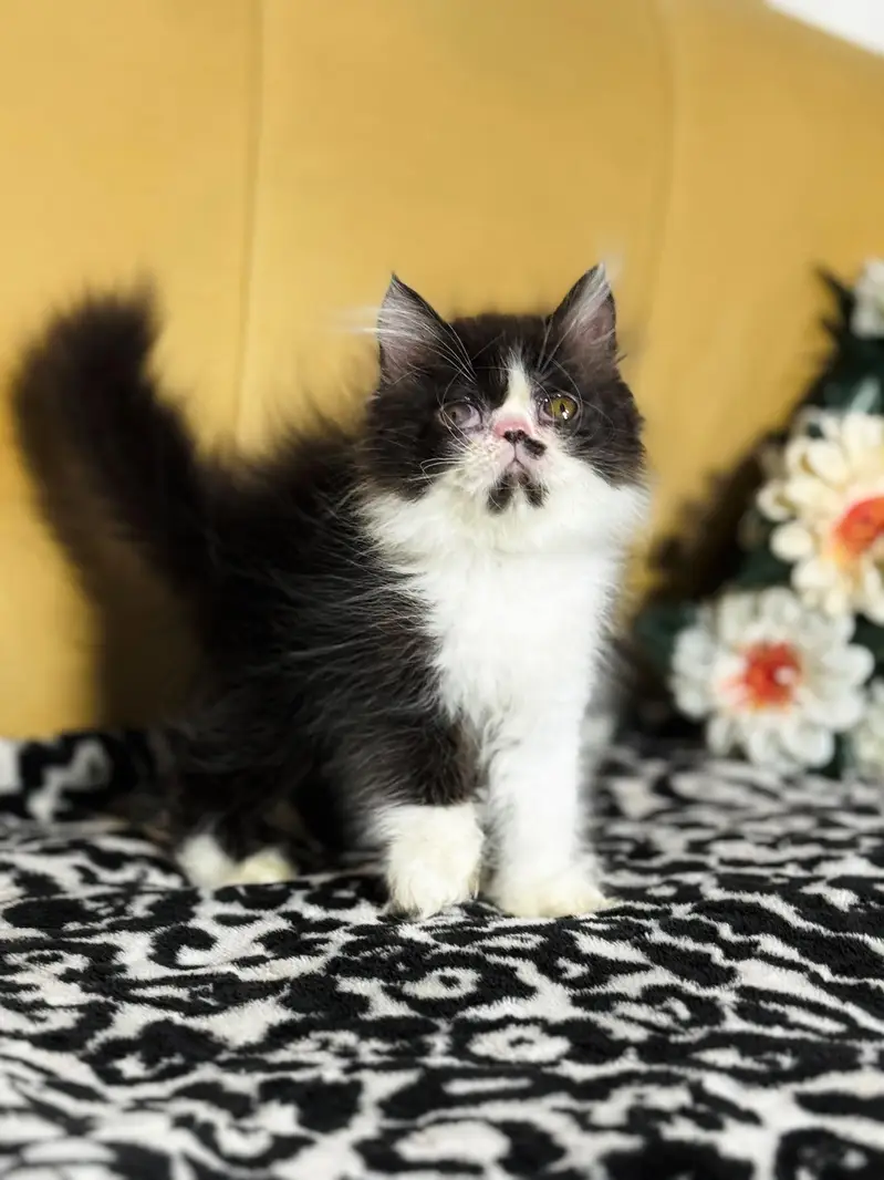 Xpunch and near 2 peki kitten — photo 2