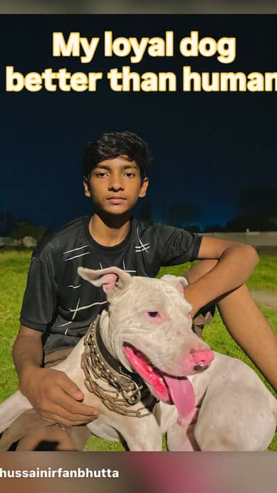 Gultair male dog