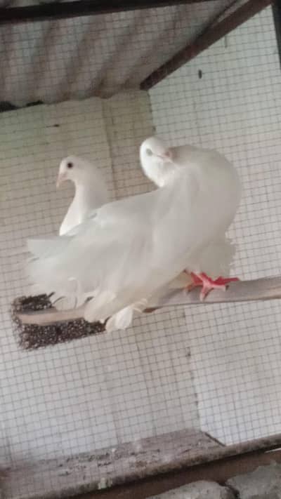 breeder pair and quality