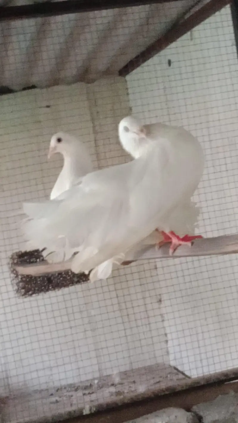 breeder pair and quality