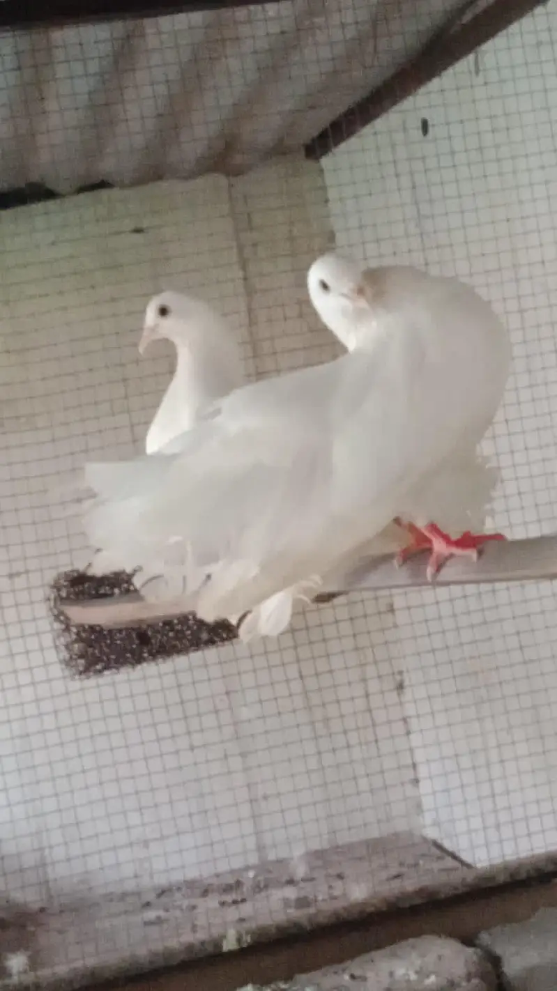 breeder pair and quality — photo 2