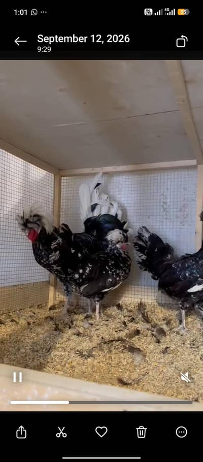 Parrot Beak, Swing Neck, Yokohama, Onagadori, Molted Polish, Frizzle