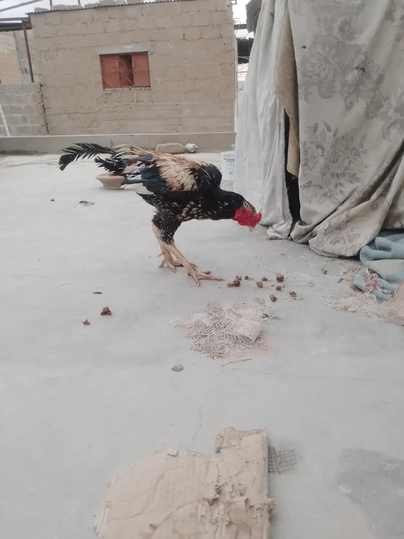 aseel jawa — photo 2