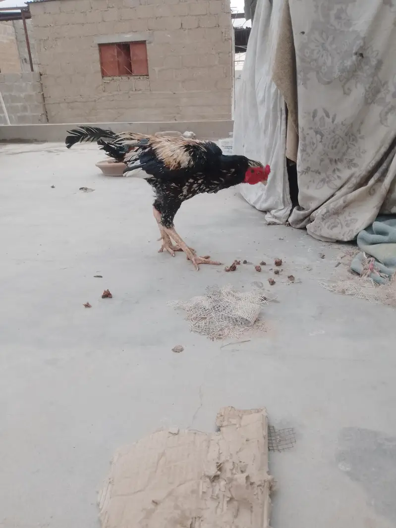 aseel jawa — photo 4