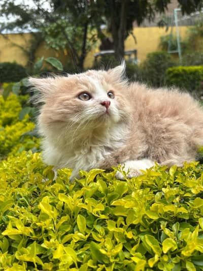 Female Persian Cat