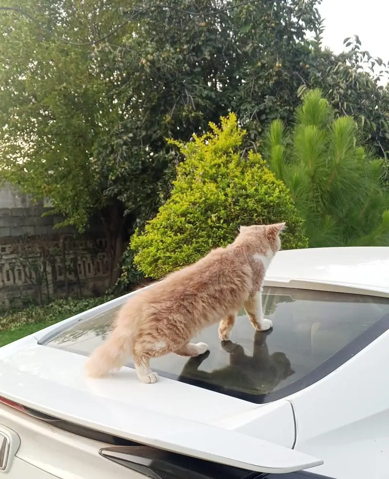 Female Persian Cat — photo 4