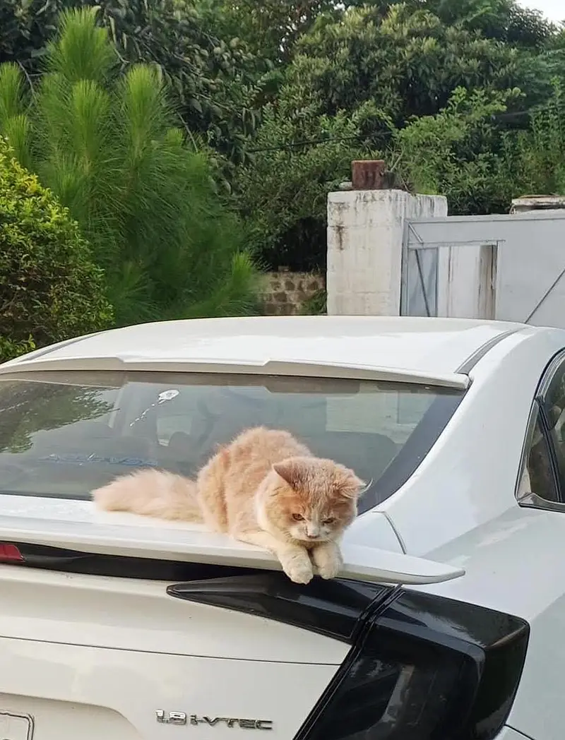 Female Persian Cat — photo 5