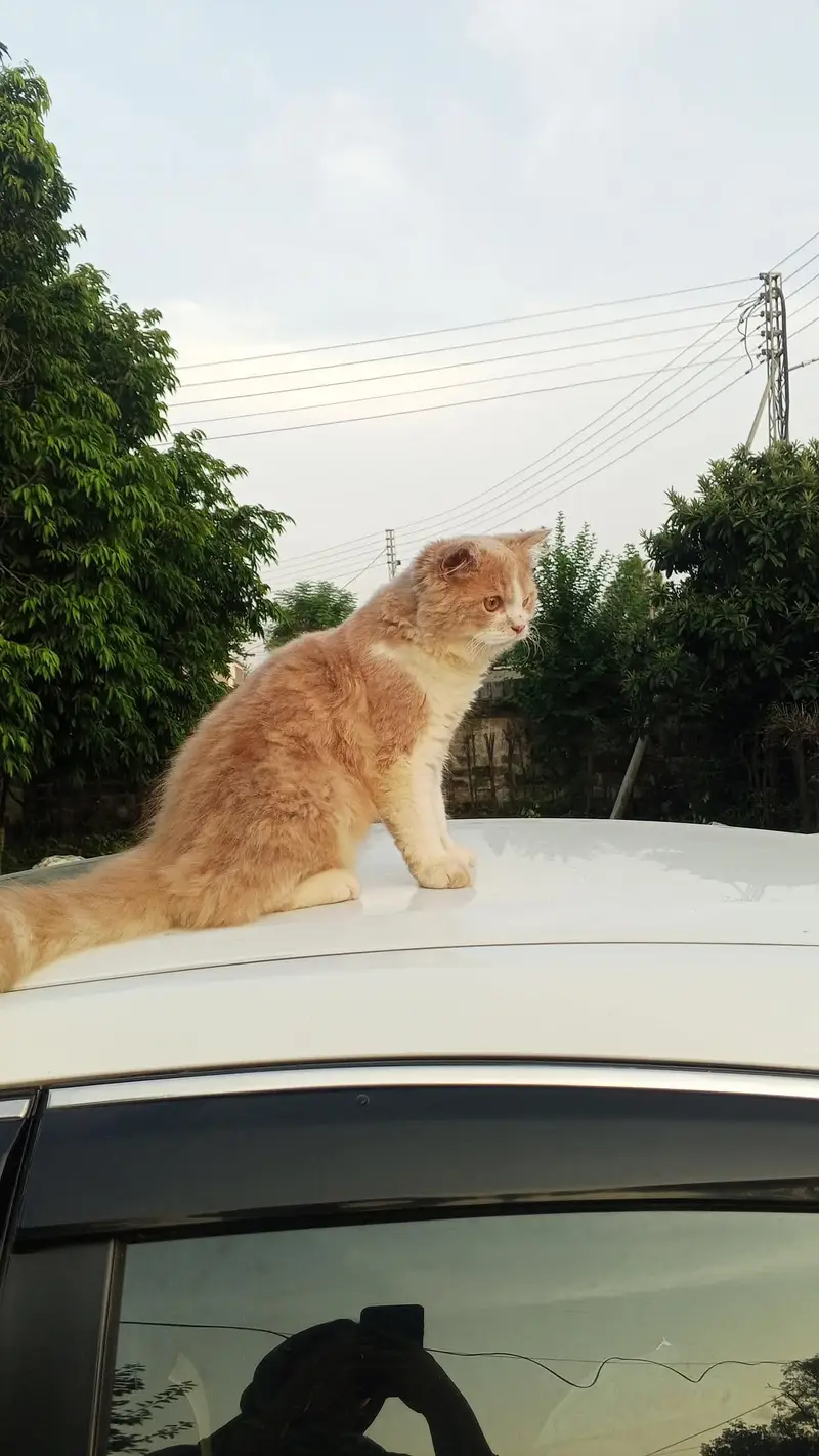 Female Persian Cat — photo 6