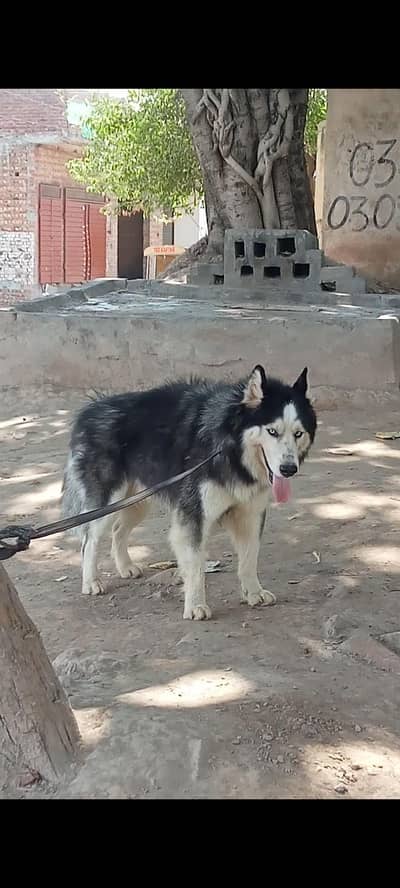 Husky