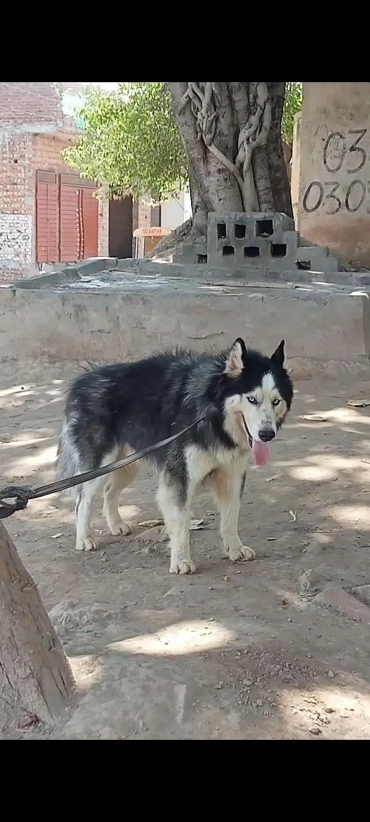 Husky