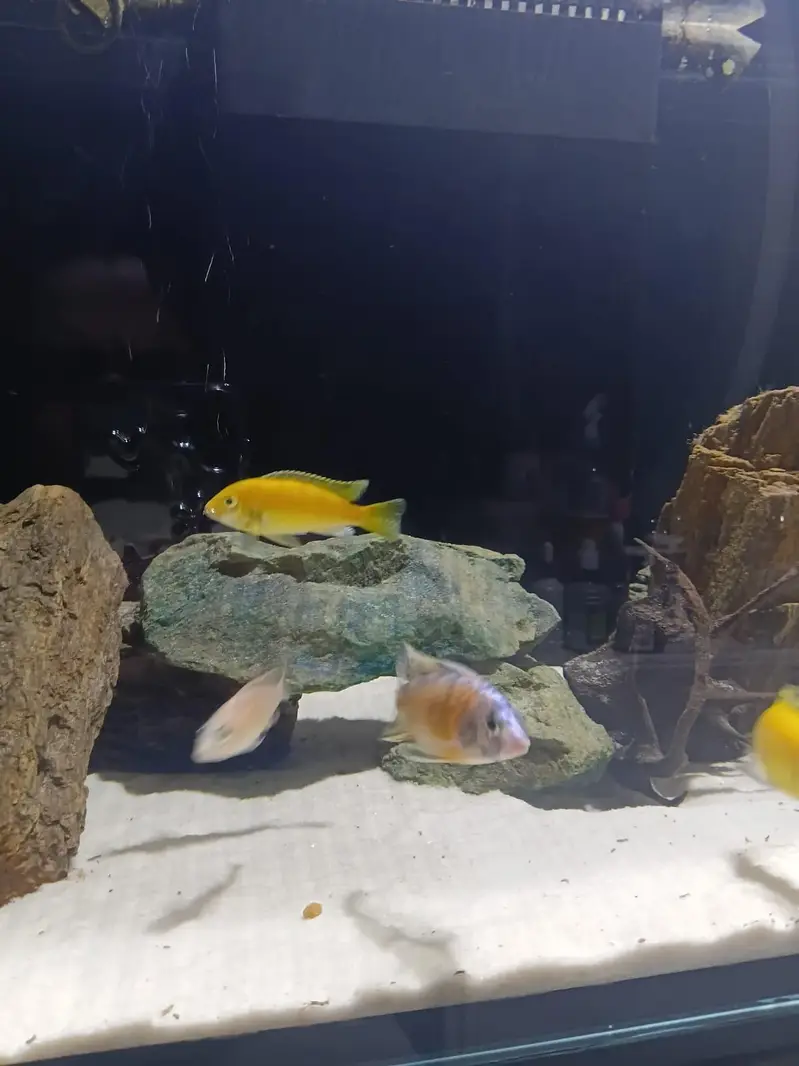 4 feet ka complete aquarium setup sale k lye available h with fishes — photo 3