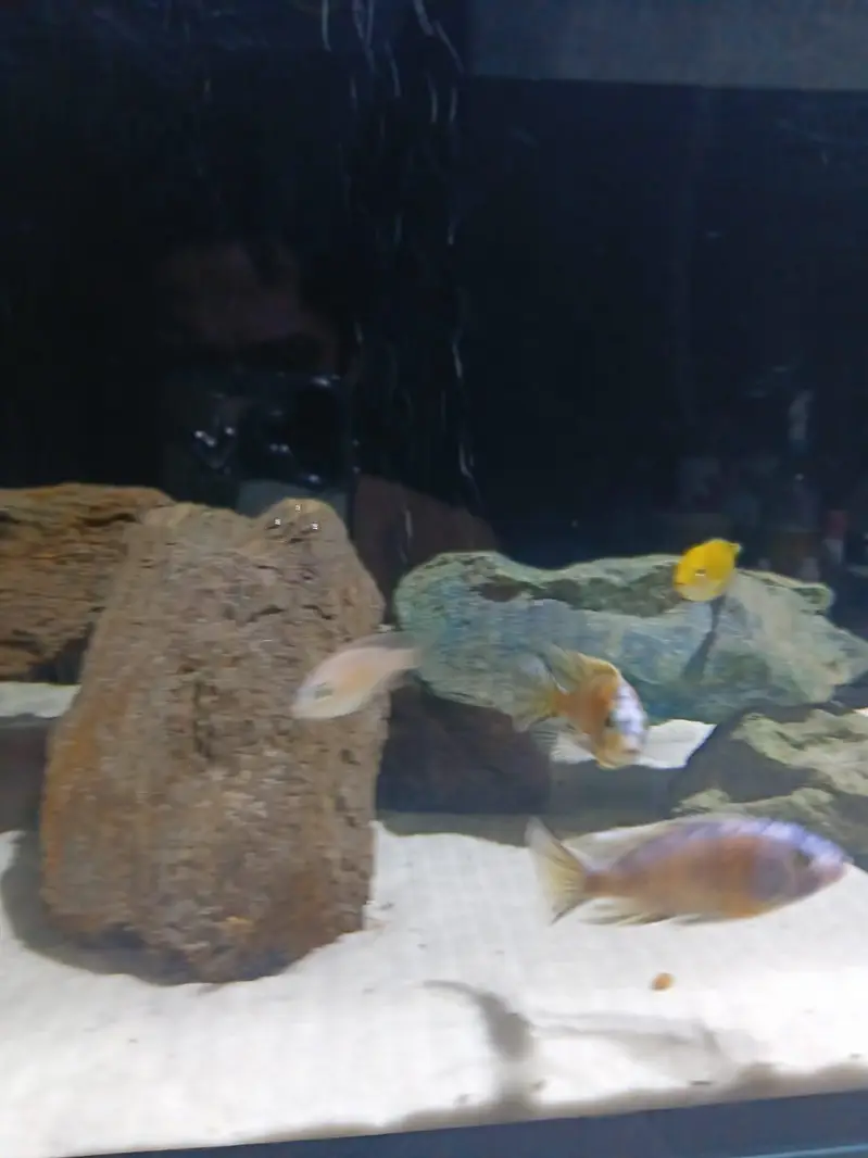 4 feet ka complete aquarium setup sale k lye available h with fishes — photo 4