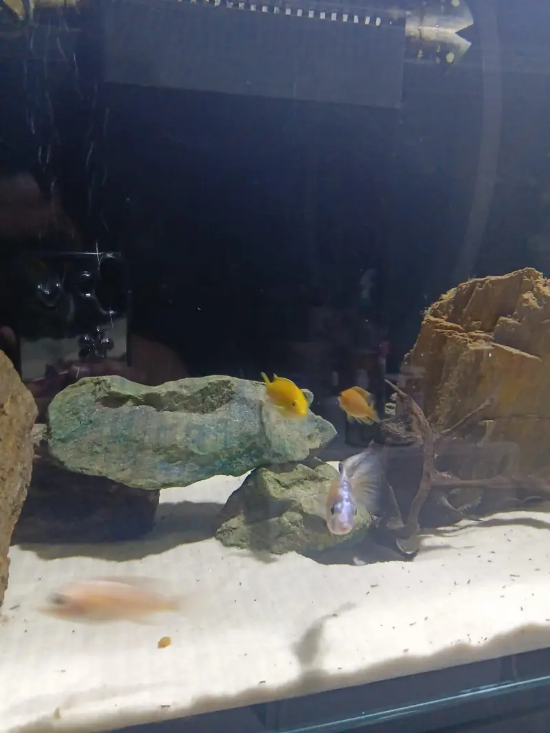 4 feet ka complete aquarium setup sale k lye available h with fishes — photo 5