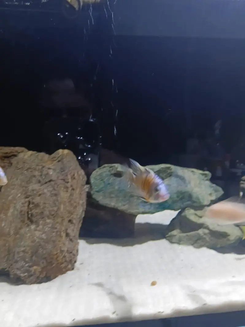 4 feet ka complete aquarium setup sale k lye available h with fishes — photo 6