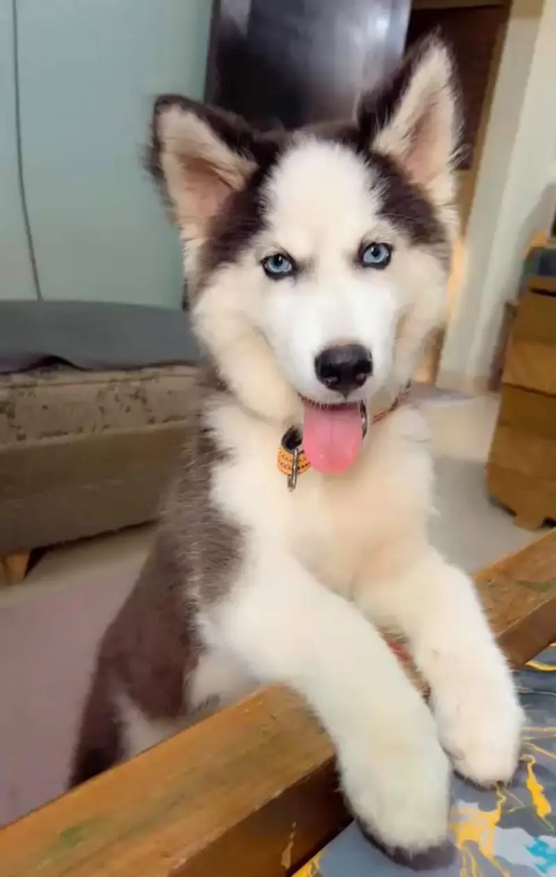 siberian husky