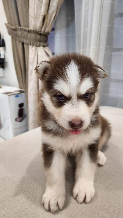 alaskan and husky cross| chocolate color puppy| grey eyes