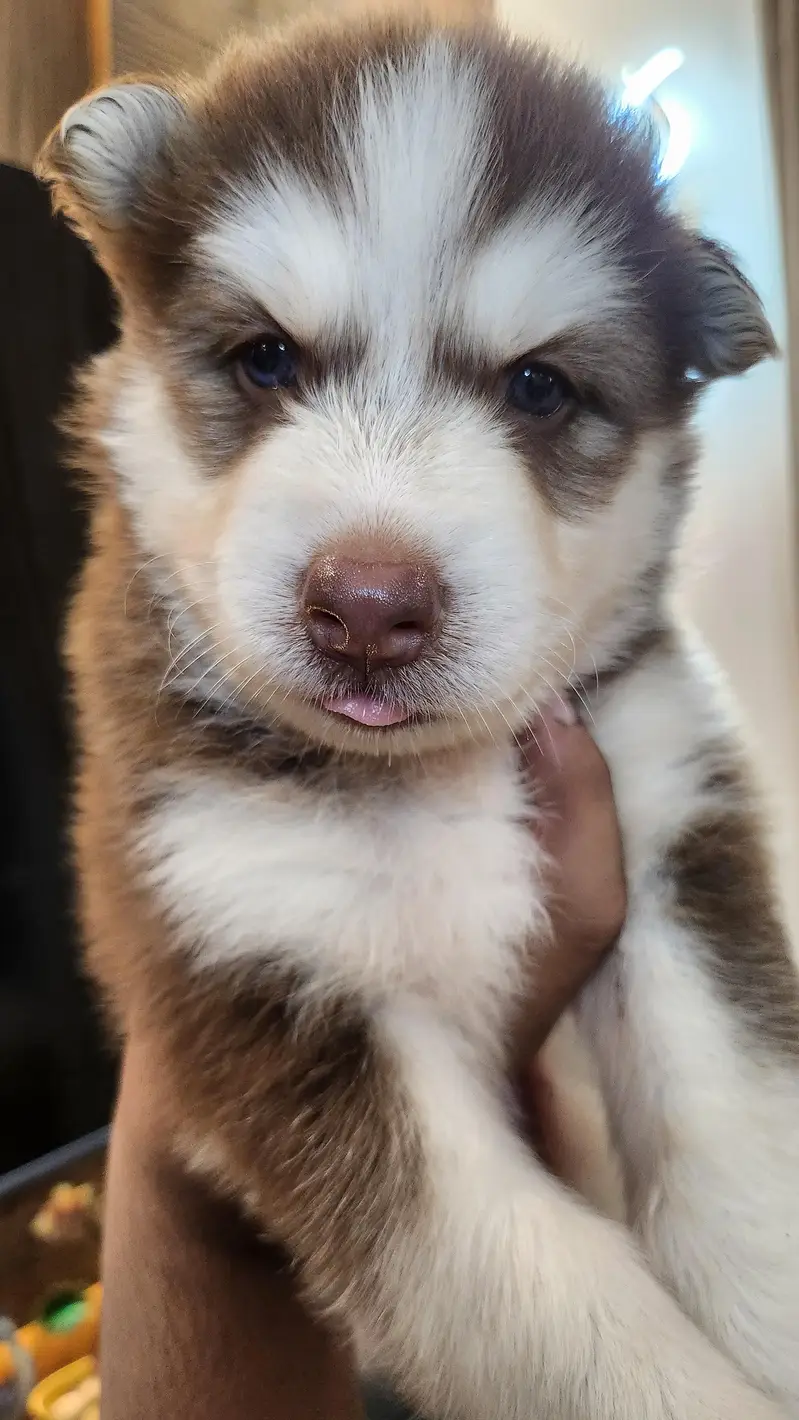 alaskan and husky cross| chocolate color puppy| grey eyes — photo 2