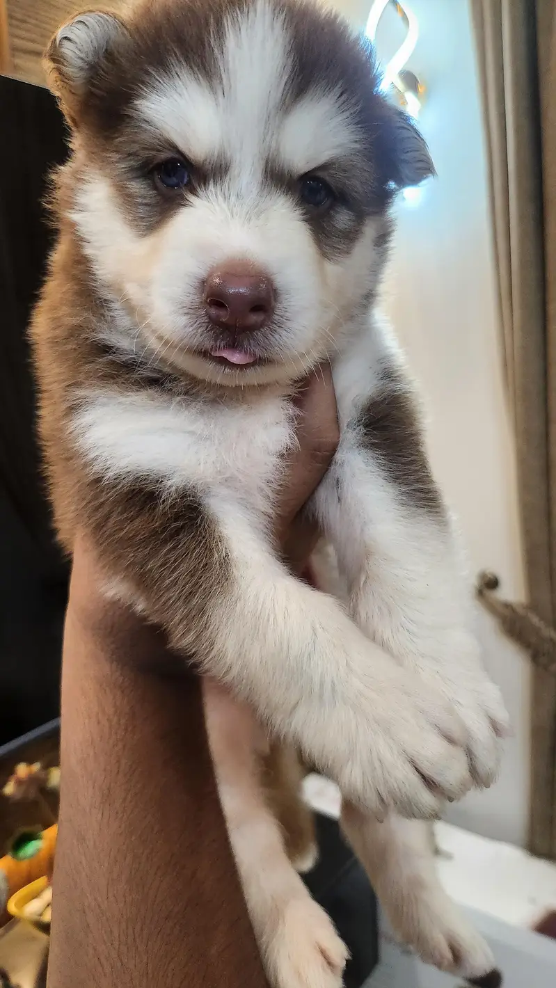 alaskan and husky cross| chocolate color puppy| grey eyes — photo 3