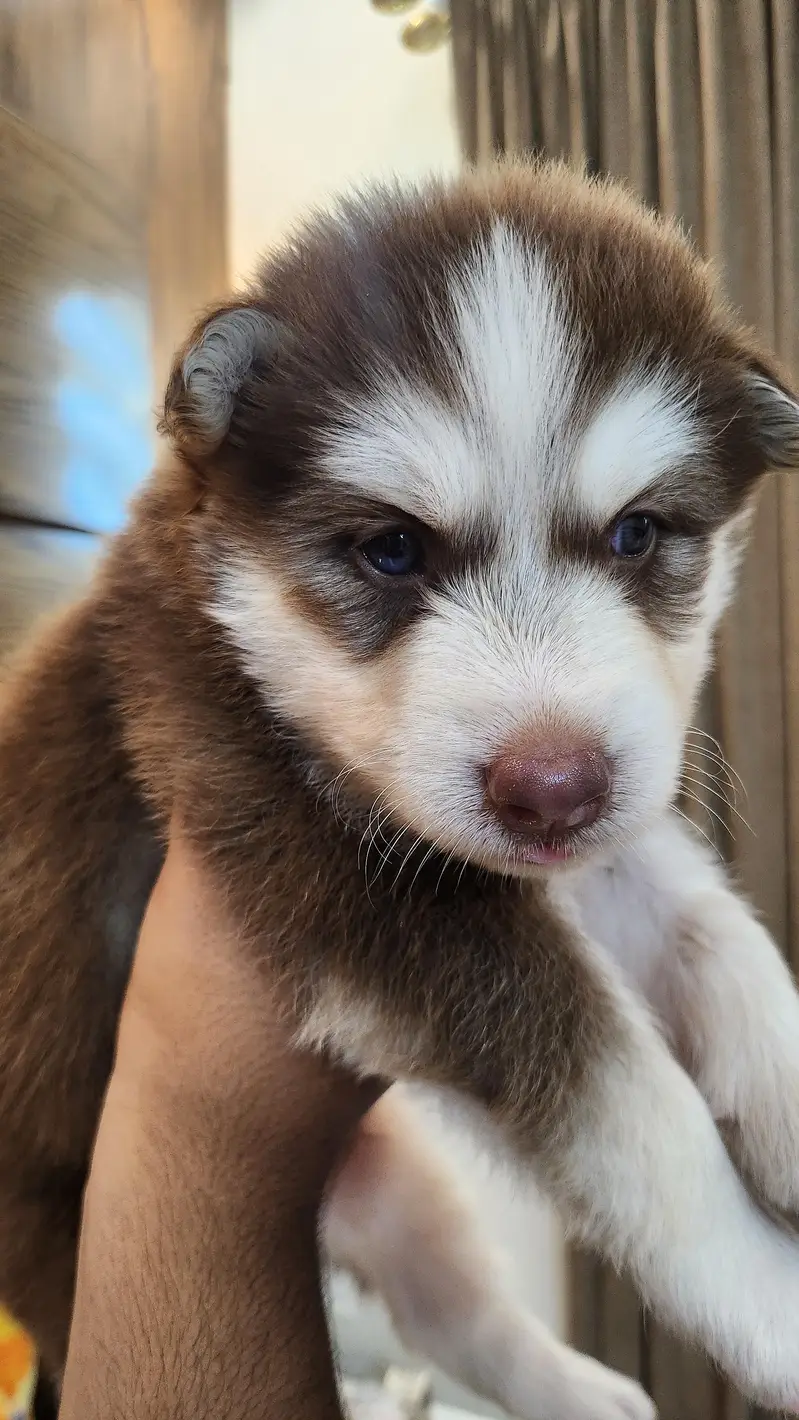 alaskan and husky cross| chocolate color puppy| grey eyes — photo 5