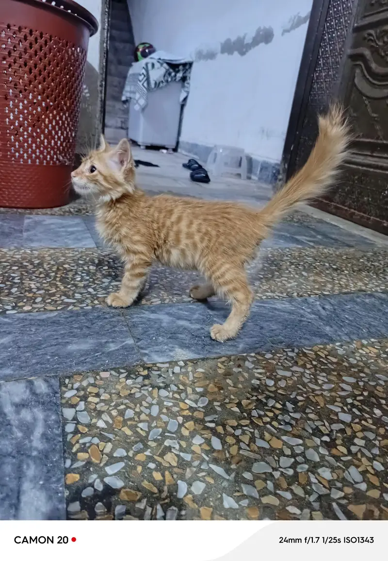 animal — photo 2
