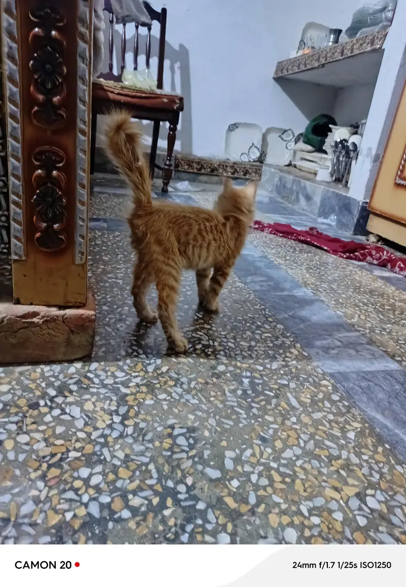 animal — photo 3