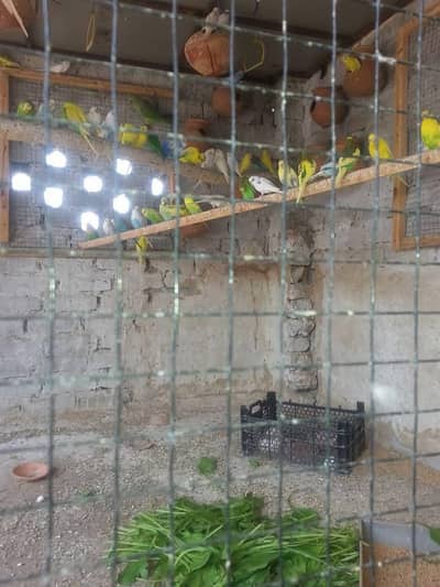 Brooder hen 2