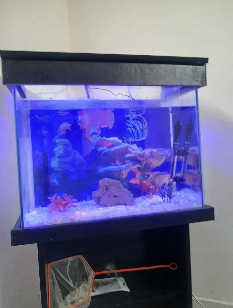 Fishes & Aquarium with Trolley