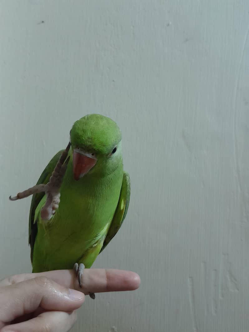 mittu 1