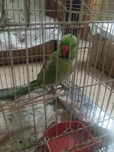 green parot mithu citia marta hai or health active hai