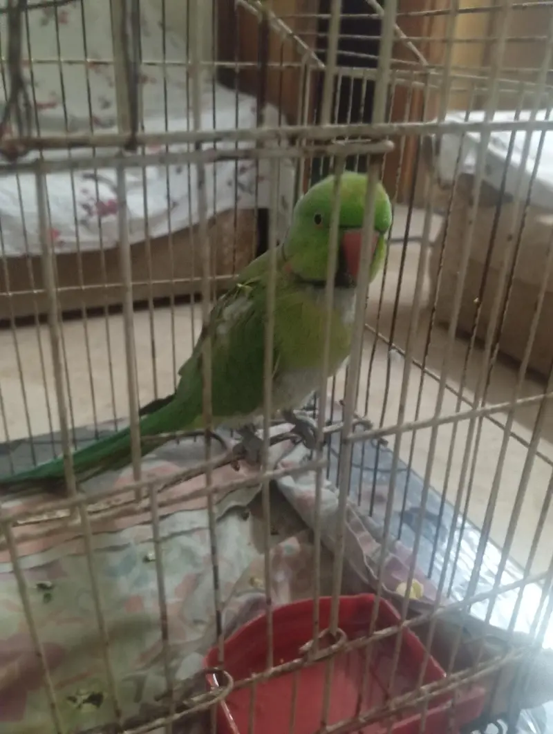 green parot mithu citia marta hai or health active hai — photo 2