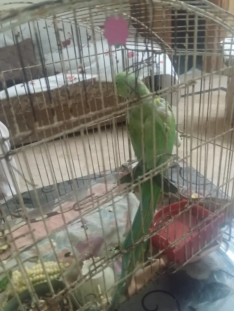 green parot mithu citia marta hai or health active hai — photo 3