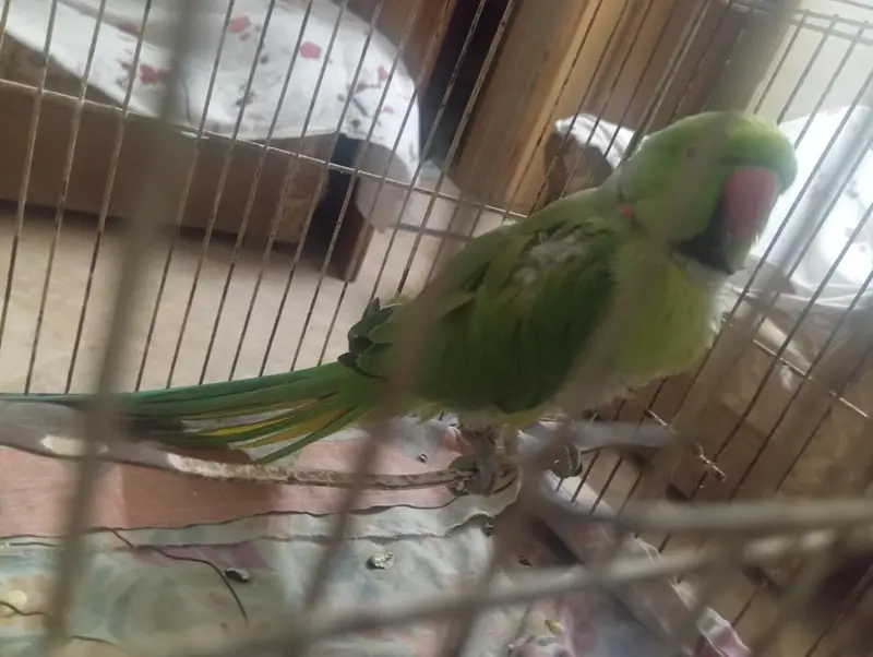 green parot mithu citia marta hai or health active hai — photo 4