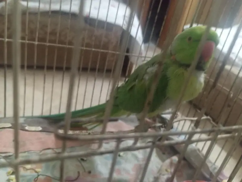 green parot mithu citia marta hai or health active hai — photo 5