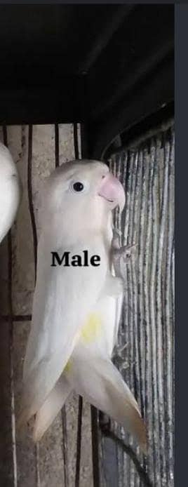 love bird black eyes breeder male available