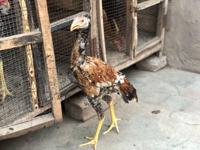 Aseel Amroha chicks