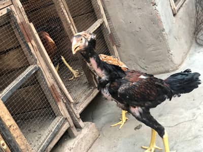 Aseel Amroha chicks