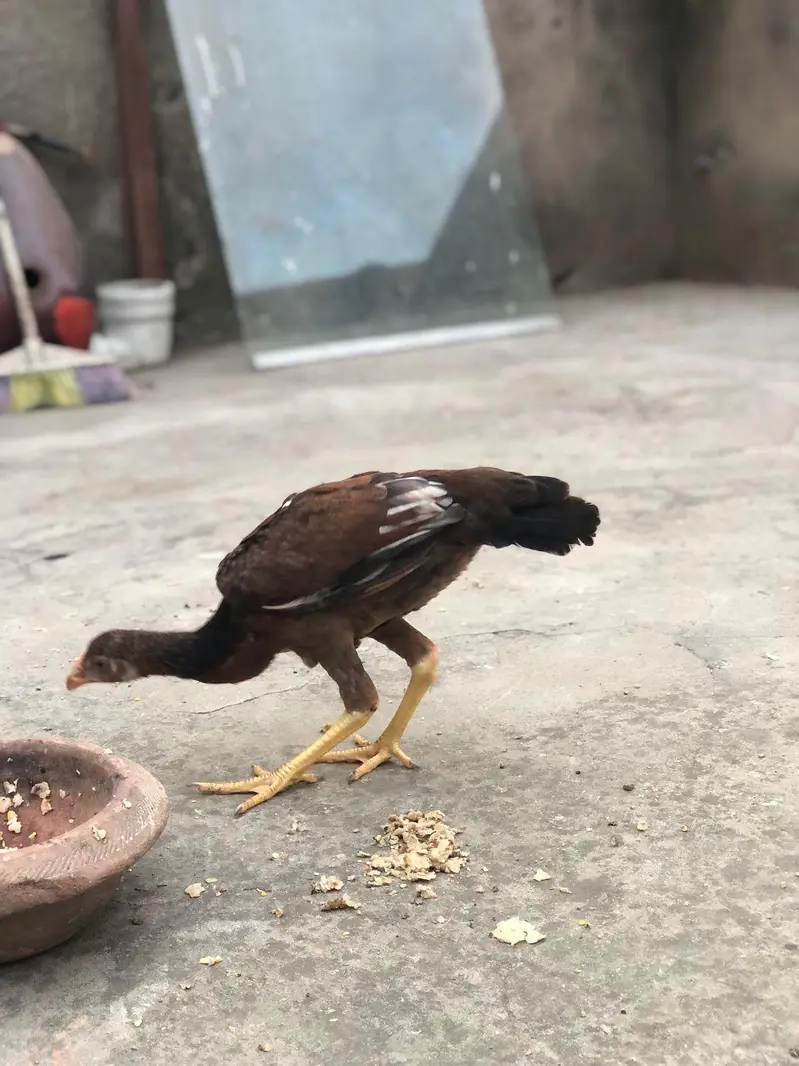 Aseel Amroha chicks — photo 3