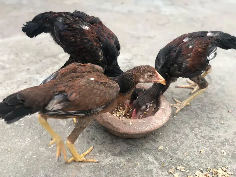 Aseel Amroha chicks — photo 4