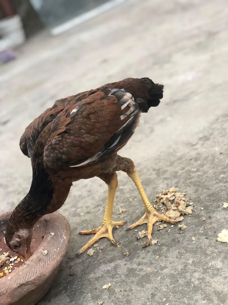 Aseel Amroha chicks — photo 5