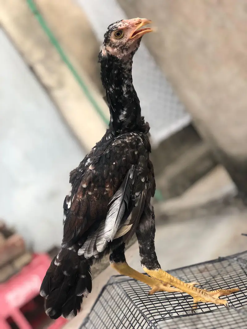 Aseel Amroha chicks — photo 8