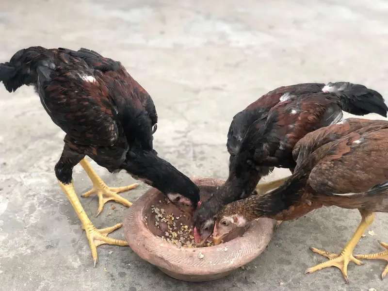 Aseel Amroha chicks — photo 9